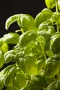 Fresh basil herbs on black