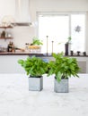 Fresh basil herbs on the kitchen table with fancy stylish kitchen in the background