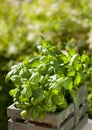 Fresh basil herbs in rustic container in garden Royalty Free Stock Photo