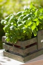 Fresh basil herbs in rustic container in garden Royalty Free Stock Photo