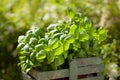 Fresh basil herbs in rustic container in garden Royalty Free Stock Photo