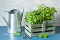 Fresh basil herbs in rustic container, watering can Royalty Free Stock Photo