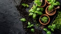 Fresh basil and herbs in terracotta pots on dark textured surface Royalty Free Stock Photo