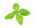 Fresh basil isolated on white clipping path Royalty Free Stock Photo