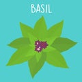 Fresh basil leaf illustration