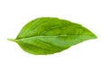 Fresh basil leaf isolated Royalty Free Stock Photo