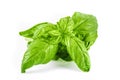 Fresh basil leaf isolated on white background. Basil herb Royalty Free Stock Photo