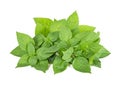 Fresh basil leaf isolated on white background, close up. Basil herb Royalty Free Stock Photo