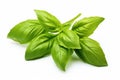 Fresh basil leaf isolated on white background, close up. Basil herb Royalty Free Stock Photo