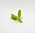 Fresh Basil leaf on the stalk was isolated on the white Royalty Free Stock Photo