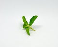 Fresh Basil leaf on the stalk was isolated on the white Royalty Free Stock Photo