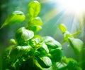 Fresh basil leaves. Basil growing in a garden Royalty Free Stock Photo