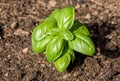 Fresh basil leaves. Basil plant with green leaves in the soil Royalty Free Stock Photo