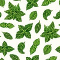 Fresh basil leaves, branches watercolor seamless pattern. Hand drawn illustration on white background. Spicy spring herb Royalty Free Stock Photo