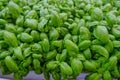 Fresh basil leaves. close up of a bunch of basil. Aromatic herbs. Cuisine. Healthy eating and lifestyle Royalty Free Stock Photo