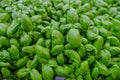 Fresh basil leaves. close up of a bunch of basil. Aromatic herbs. Cuisine. Healthy eating and lifestyle Royalty Free Stock Photo