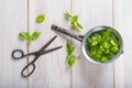 Fresh basil leaves in a drainer