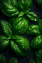 Fresh basil leaves with drops water close-up on dark background. Top view. Concept of healthy and dieting eating. Overhead view. Royalty Free Stock Photo