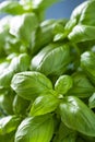 Fresh basil leaves herb background