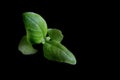 Fresh basil leaves isolated on black background Royalty Free Stock Photo