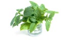 Fresh basil leaves isolated Royalty Free Stock Photo