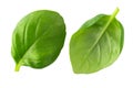 Fresh basil leaves isolated on white background. Clipping path Royalty Free Stock Photo
