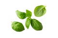 Fresh basil leaves isolated on white background. Clipping path Royalty Free Stock Photo