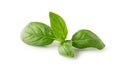 Fresh basil leaves isolated on white background. Clipping path Royalty Free Stock Photo