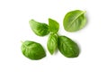Fresh basil leaves isolated on white background. Clipping path Royalty Free Stock Photo