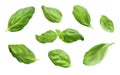 Fresh basil leaves, isolated on white background Royalty Free Stock Photo