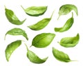 Fresh basil leaves isolated on white, set Royalty Free Stock Photo