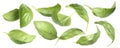 Fresh basil leaves isolated on white, set Royalty Free Stock Photo