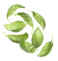 Fresh basil leaves isolated on white, set Royalty Free Stock Photo