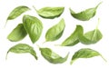 Fresh basil leaves isolated on white, set Royalty Free Stock Photo