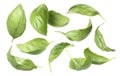 Fresh basil leaves isolated on white, set Royalty Free Stock Photo