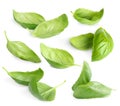 Fresh basil leaves isolated on white, set Royalty Free Stock Photo