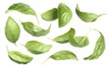Fresh basil leaves isolated on white, set Royalty Free Stock Photo