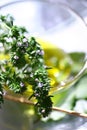 Fresh basil leaves in olive oil