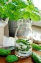 Fresh basil leaves potted Royalty Free Stock Photo