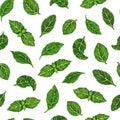 Fresh basil leaves watercolor seamless pattern. Hand drawn illustration on white background. Spicy spring herb, garden seasoning Royalty Free Stock Photo