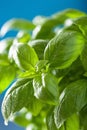 Fresh basil leaves wet herb background