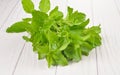 Fresh basil leaves on white wooden background Royalty Free Stock Photo