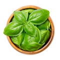 Fresh sweet basil leaves, great or Genovese basil in a wooden bowl Royalty Free Stock Photo
