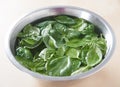 Fresh basil in a metal bowl filled with water