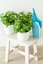 Fresh basil and parsley herb in flowerpots