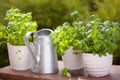 Fresh basil parsley mint herbs in garden Royalty Free Stock Photo