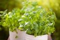 Fresh basil parsley mint herbs in garden Royalty Free Stock Photo