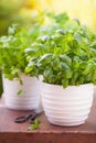 Fresh basil parsley mint herbs in garden Royalty Free Stock Photo