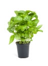 Fresh basil plant Royalty Free Stock Photo