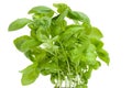 Fresh basil plant Royalty Free Stock Photo